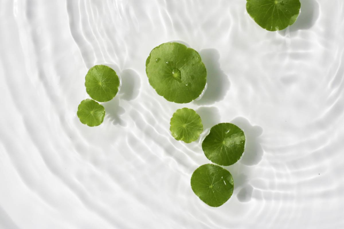 Centella Asiatica : ce que font vraiment ses 4 triterpènes sur la peau